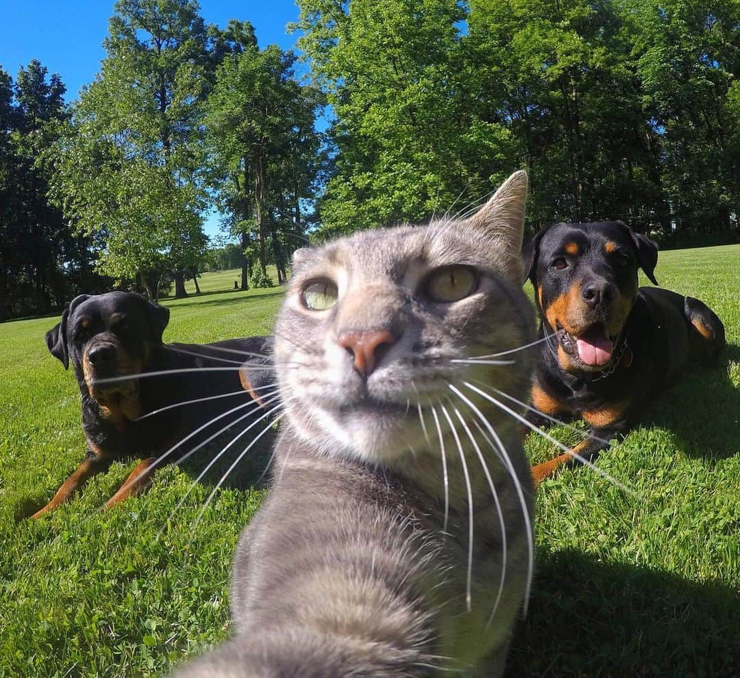 マニーのインスタグラム：「Goooooooood Morning!!! 😸 #selfiecat #GoPro」