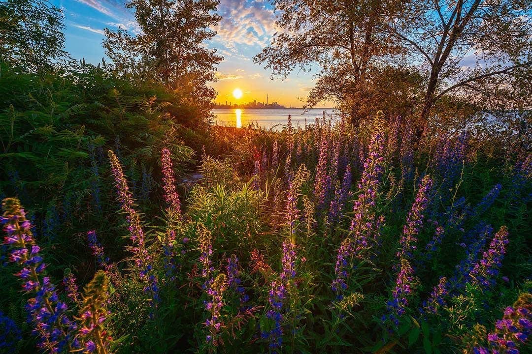 NikonUSAさんのインスタグラム写真 - (NikonUSAInstagram)「#NikonNoFilter photo from nature and landscape photographer @smaku taken at Humber Bay Park in Canada: “It’s been a while since I’ve gone out for a sunrise, and while this particular morning’s rise wasn’t very eventful, it was what I found on my way back to the car that stopped me in my tracks. It may have been one of the most colourful of sunrises to date, and it wasn’t because of the sun!” 📸: #Nikon #Z7 with the AF-S #NIKKOR 14-24mm f/2.8G ED at 14mm, ISO64, 1/200sec., f/11 Thank you for sharing your #NikonNoFilter photos this month! Keeping sharing them with us for a chance to be featured! #naturephotography #naturelovers #NikonLove」7月25日 3時24分 - nikonusa