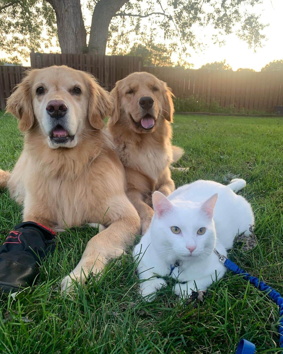 モヒートさんのインスタグラム写真 - (モヒートInstagram)「Just three goldens hanging outside. Nothing strange to see here. ------------------------------- #goldensofig #goldenretriever  #goldenretrieversofinstagram #betterwithpets #dogsofig  #dogsofinstagram #fluffypack #gloriousgoldens #welovegoldens #ilovemydog #goldenlife #bestwoof #ProPlanDog #ilovegolden_retrievers #mydogiscutest #retrieversgram #dogsofcle  #dogsandcats #siblings #siblinggoals #catsofinstagram」7月25日 12時55分 - mojito_rose_family