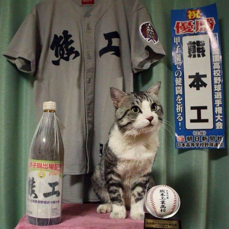 Nyankichi Noranekoさんのインスタグラム写真 - (Nyankichi NoranekoInstagram)「㊗️熊工 6年ぶり21回目の甲子園⚾️ 決勝:熊本工 7対5 九州学院  #猫 #고양이 #แมว #貓 #кошка #qata #chat #ニャンスタグラム #gato #喵星人 #ねこ部 #旅猫 #動物 #ねこのきもち #ニャン吉 #kawaii #保護猫 #美猫 #japan #猫写真 #ねこ #seekor #ネコ #旅貓 #猫写真 #熊工 #高校野球 #甲子園 #熊工野球部」7月25日 12時49分 - noraneko_nyankichi