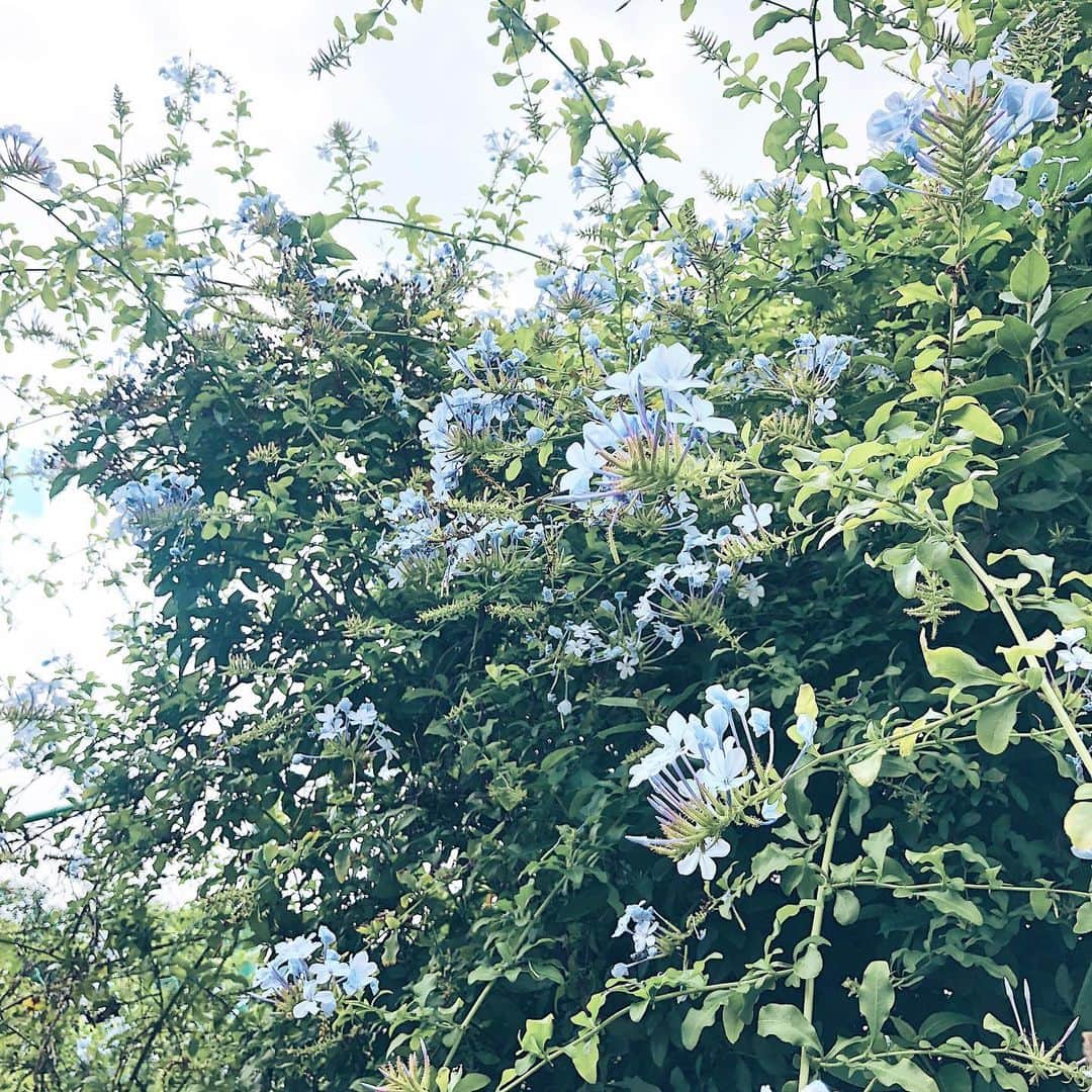 のインスタグラム：「･ ･ 夏が来るってだけで なんだかそわそわ落ち着かない 毎年こうなるのはなんでだろう💫 桜が咲く時も同じで 季節の変わり目はいつも落ち着かない #マコ植物図鑑」