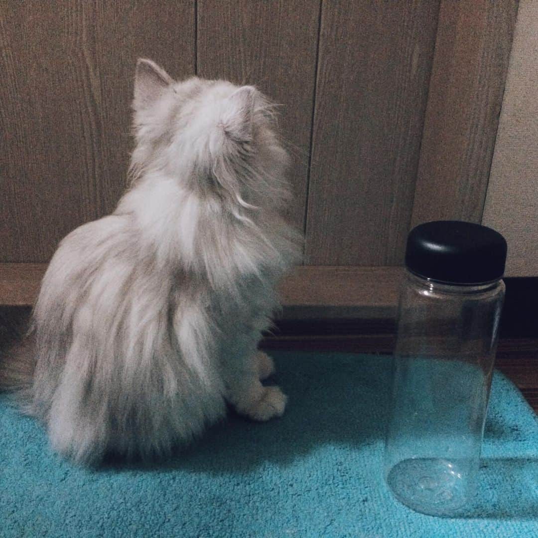 후추네큰언니のインスタグラム：「목요일이니까 애기후추 사진 👶🏻 . . . .  #BabyHoochu #추억팔이 #TBT  #ThrowBackThursday  #후추  #고양이  #냥스타그램 #캣스타그램  #Hoochu #Hoochuthecat #cat #cats #catstagram #catsofinstagram #topcatphoto #bestmeow #ilovecat #cute #fluffy #petstagram #instacats」
