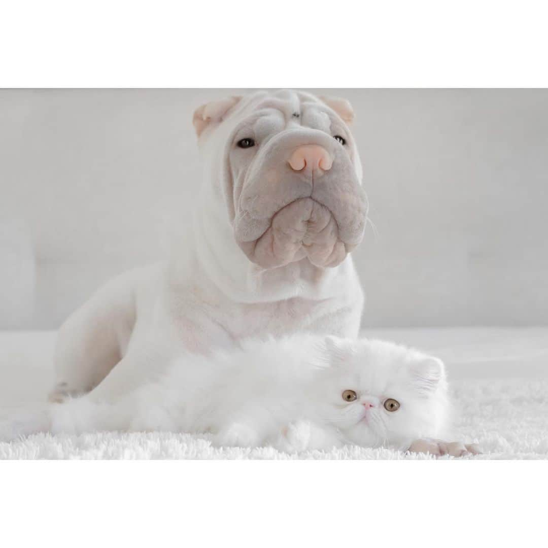 annie&pADdinGtoNさんのインスタグラム写真 - (annie&pADdinGtoNInstagram)「The protector #makingmybigbrotherproud #ilovekitties #lambington #dilbert #sharpei #persiancat #kitten #dog #dogsofinsta #dogsofinstagram #catsofinstagram #catsanddogs #protector #wrinkles #sharpeisofinsta #sharpeisofinstagram #kitty #love #brothers #cutepetclub #weeklyfluff #instagood #iloveyoutothemoonandback」7月25日 13時39分 - anniepaddington