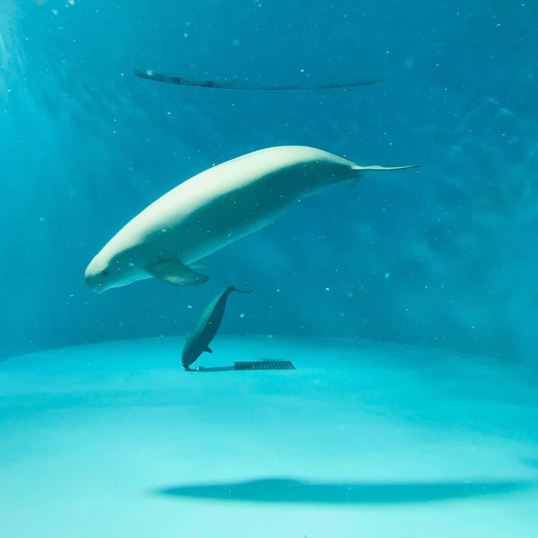 ボートレース宮島さんのインスタグラム写真 - (ボートレース宮島Instagram)「. 🐬みやじマリン🐠宮島水族館🐧 . 今日は、宮島水族館『みやじマリン』をご紹介✨ . 世界遺産･日本三景の島、宮島にある水族館で、瀬戸内海の生きものを中心に、スナメリやペンギン、トドなど350種以上の生きものに会えます😊 . 広島ならではの、サンフレッチェコーナー⚽️やカープコーナー⚾️、「カキいかだ」の水中での様子も観察できます👀 . ふれあいコーナーや、アシカライブなど色々なイベントがあり、子どもから大人まで楽しめます🐠 ミュージアムショップには、スナメリやチンアナゴなどの可愛い水族館グッズがたくさん🎶 思い出にぜひ😊 . ボートレース宮島では、ただいま「みやじマリンカップ」開催中！ 28日(日)には、みやじマリンからペンギンが遊びに来てくれます🎶 ぜひご家族でご来場ください😊 ※ボートレース宮島のイベントの詳細は、公式HPでご確認ください。 . . #ボートレース宮島 #宮島競艇場 #宮島競艇 #パルボート宮島 #モンタ #モミジ #ボートレース #boatrace #競艇 #競艇場 #ボートレースな日々 #ボレジョ #みやじマリンカップ #宮島水族館 #みやじマリン #aquarium #水族館 #スナメリ #ペンギン #チンアナゴ #クラゲ #トド #カキ #カープ #サンフレッチェ #宮島」7月25日 13時34分 - boatrace_miyajima