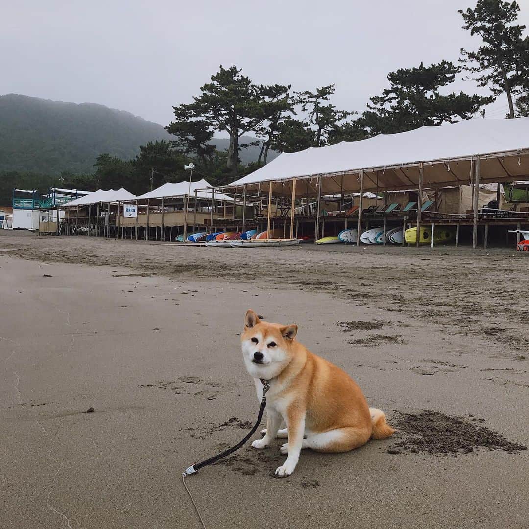 マル子さんのインスタグラム写真 - (マル子Instagram)「おはよー！  久々の5時前起床で涼しい散歩です。  #マル子  #柴犬  #shiba  #良しとしよう」7月25日 5時19分 - tomikago