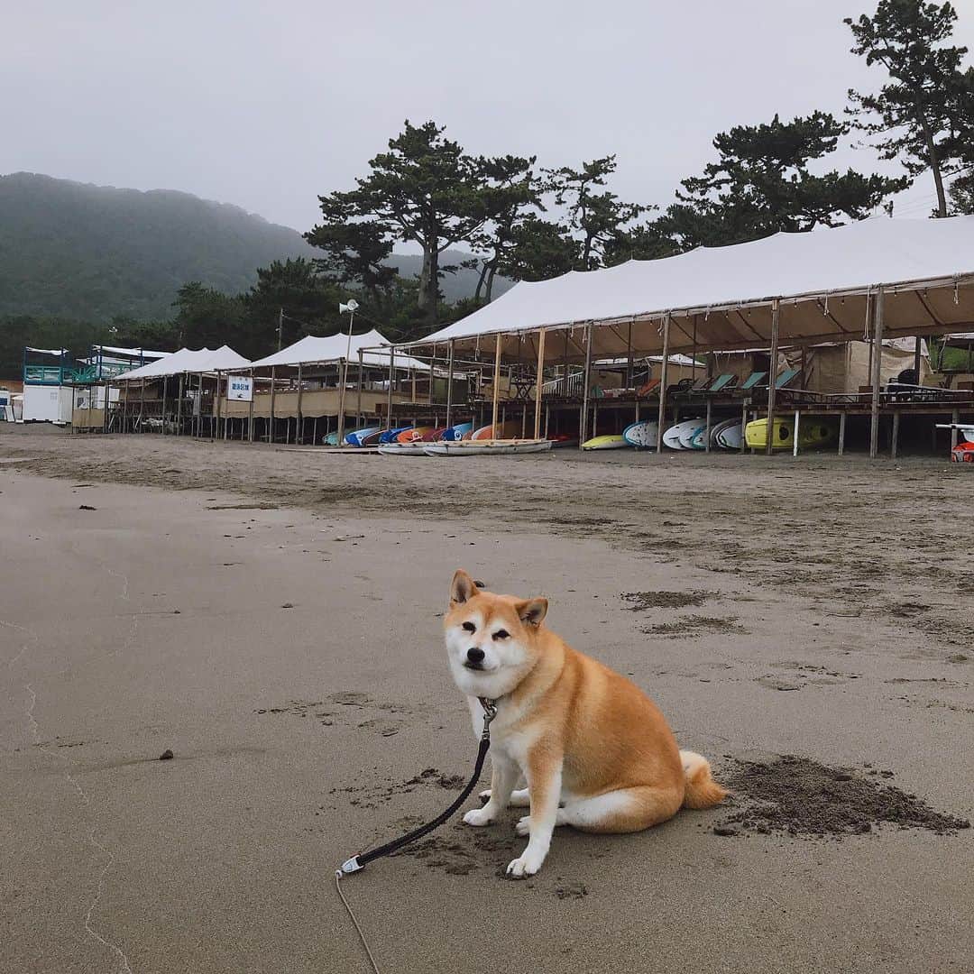 のインスタグラム：「おはよー！  久々の5時前起床で涼しい散歩です。  #マル子  #柴犬  #shiba  #良しとしよう」