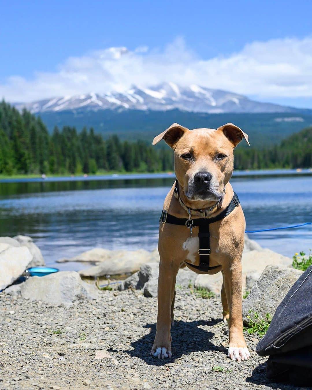 The Dogistさんのインスタグラム写真 - (The DogistInstagram)「Roxy, Pit Bull mix (6 y/o), Trillium Lake, OR • “She’s goofy. If you yell ‘Go Roxy go!’, she’ll run around the backyard in circles like NASCAR.”」7月25日 5時55分 - thedogist