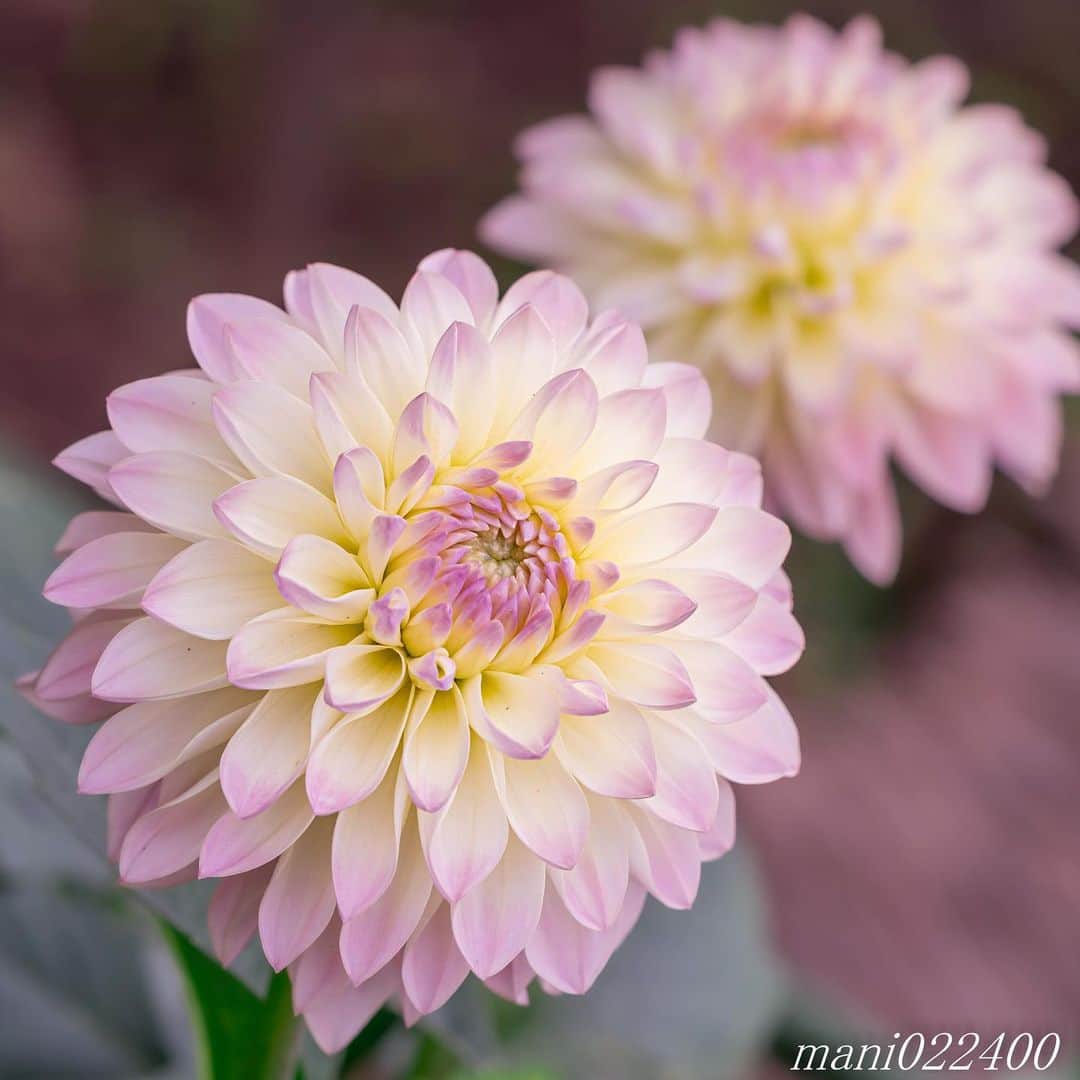 mani022400さんのインスタグラム写真 - (mani022400Instagram)「. 25 Jul. 2019 . Good morning🌸🌺🌹✨ . . . . . 🌺🌺🌺🌷🌷🌷🌹🌹🌹🌸🌸🌸 ご訪問ありがとうございます🙇 . お花以外の写真は サブアカウントにポストしています。 良かったら、覗いてください🙇🙇 ⬇️⬇️⬇️ @mani0224000 . 🌺🌺🌺🌷🌷🌷🌹🌹🌹🌸🌸🌸 . . . 🔷🔷🔷🔷🔷🔷🔷🔷🔷 #カメラ好きな人と繋がりたい  #flower  #花 #flowers  #写真好きな人と繋がりたい love_bestjapan  serahana #ファインダー越しの私の世界  #花のある暮らし  #bns_lite #eclecticshow #explore_floral . #9vaga9  9Vaga_Rose9  9vaga_3flowers9  #floristsandflowers #ip_blossoms_member #fabulous_shots ig_flowers #ponyfony_flowers #meiko_flora_member meiko_roses  #myheartinshots #la_flowers #rainbow_petals #top_favourite_flowers  #quintaflower #inspiring_shot #phx_flowers #dreaming_in_macro flower_special_legend  nature_special_legend  #ind_flowers #tv_flowers #best_mmf_vipday  #best_beauty_flora_  9vaga_flowersart9 #ptk_flowers #fleur_noblesse_m .」7月25日 6時36分 - mani022400