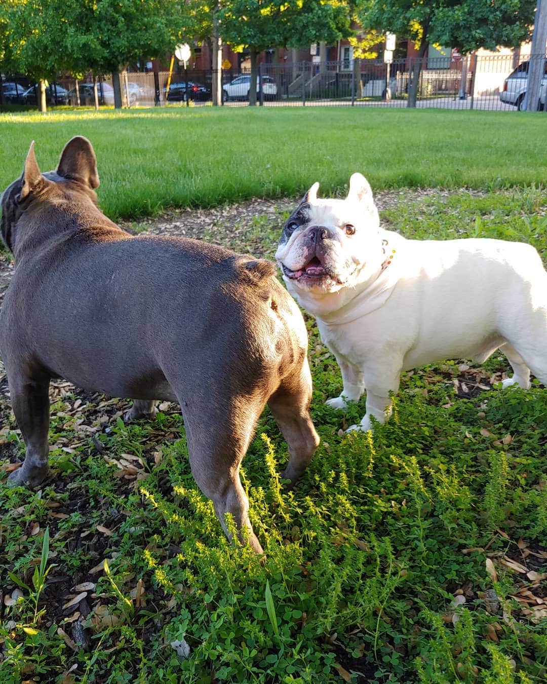 Manny The Frenchieのインスタグラム：「Your butt looks lovely in this light Frank. 😂  #rumpday  @frank_the_funnyfrenchie」