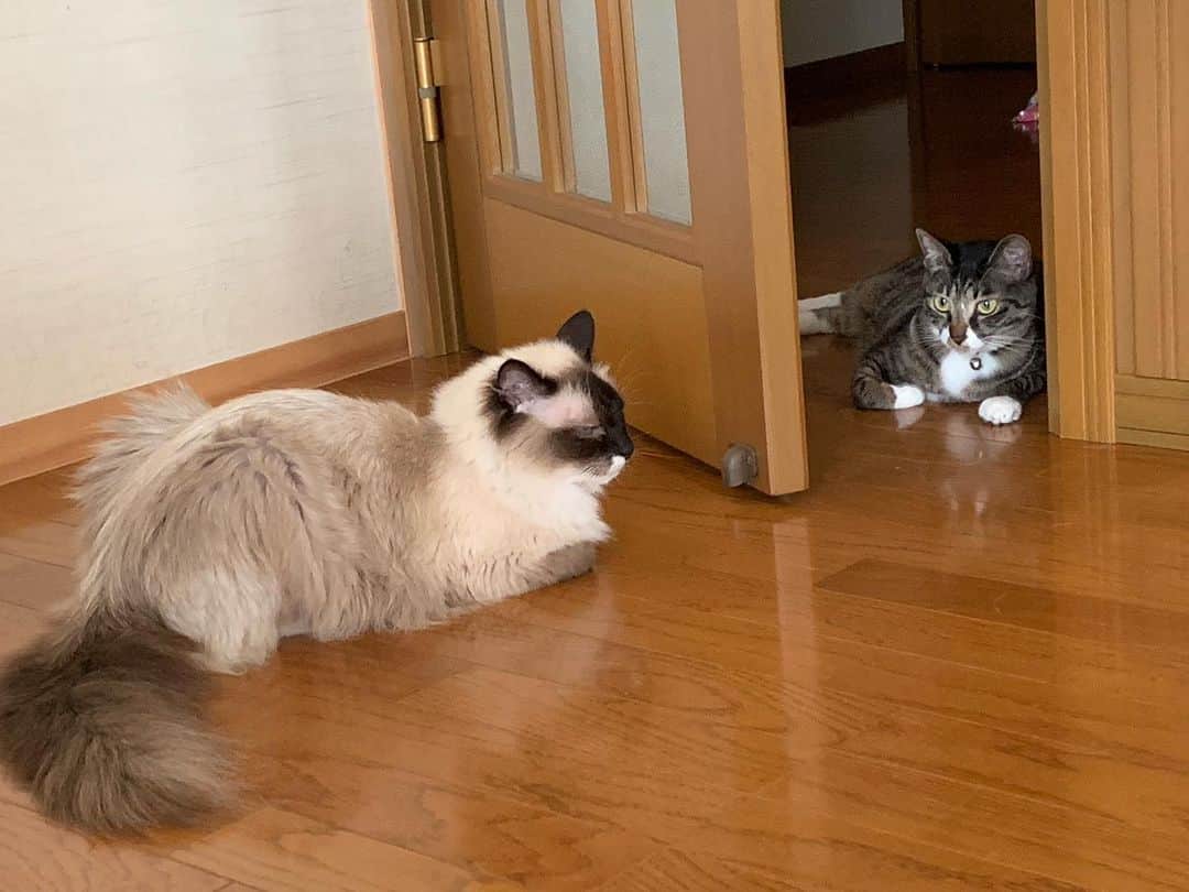 takegaeruのインスタグラム：「絶対通さにゃい😼✨ #例のドア #cat #猫 #ragdoll #ラグドール #ホワイトポッチーズ #よもねこ #よもぎねこ #キジトラ #きじとら」