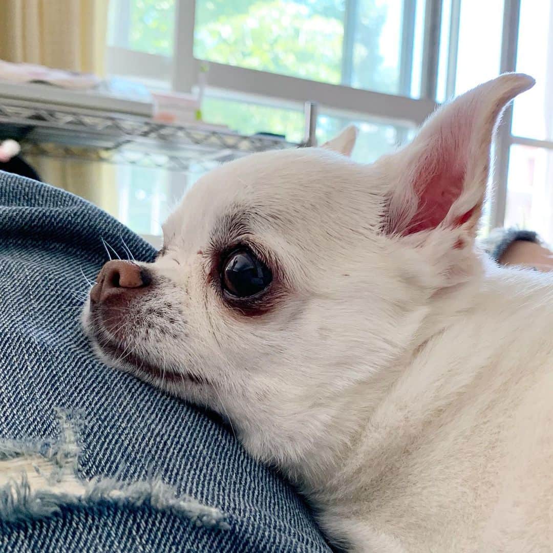 KORIKIのインスタグラム：「おはようございます♪ * #dogofsapporo #dog, #dogs, #dogstagram,#chihuahua,#犬バカ部,#チワワ,#koriki, #hanadog #白スムチ連合会, #スムチー,  #dogofthedayjp, #dogoftheday  #ilovemydog #instadog #instapet #WhiteChihuahua  #吉娃娃 #치와와  #dogsofinstagram #Chihuahualover  #チワワの輪 #barkbox #WhiteChihuahuaParty #もふもふモフモフ」