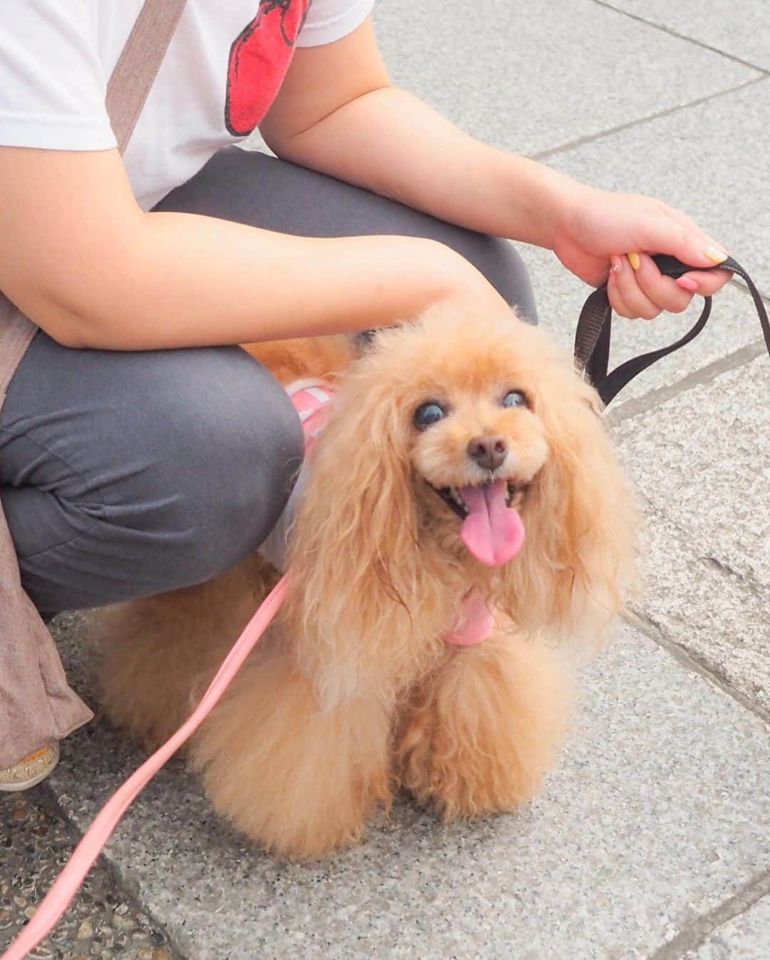 Toypoodle Mikuru?Asakusa Tokyoのインスタグラム：「20190725 Thursday. Good morning! Friends 💕 梅雨明けなんですか？🤔 . ❶ 暑いけどなでて ❷ みくるの法則動画 もはや法則ではない ❸ 👅 ❹ オニクのトリコ . 台風🌬近づいてるのですか？ 週末は隅田川花火大会🎆 大丈夫かなぁ？🥺 . #浅草寺 #あさんぽ #オニクのトリコ」