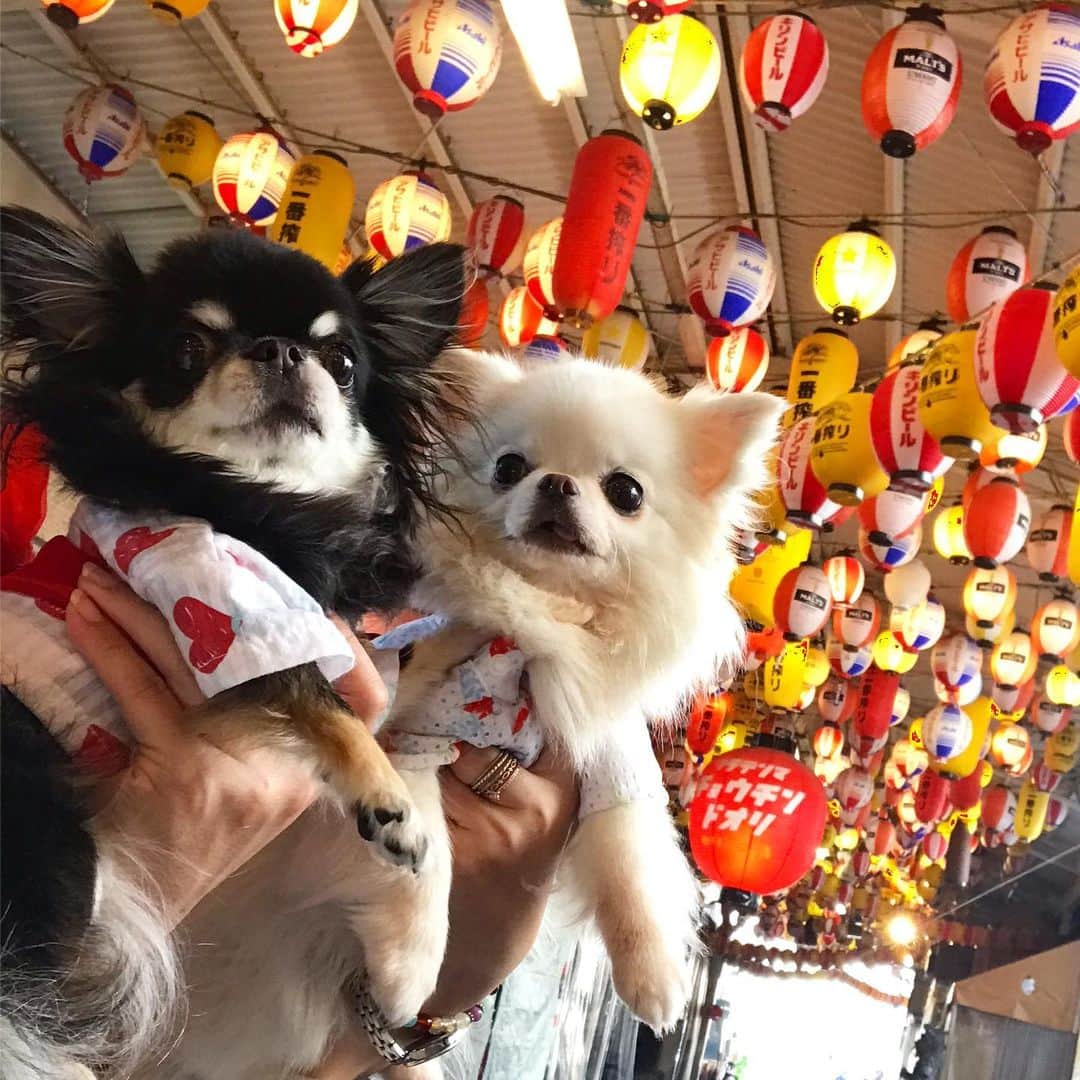 kayoのインスタグラム：「* * オセロコンビで お祭り行ってきたよ😄👧🏿👧🏻🏮 * * めろ❤️めめ * * #chihuahua#chihuahualove#dogstgram#dog#instadog#チワワ#チワワ大好き * *」