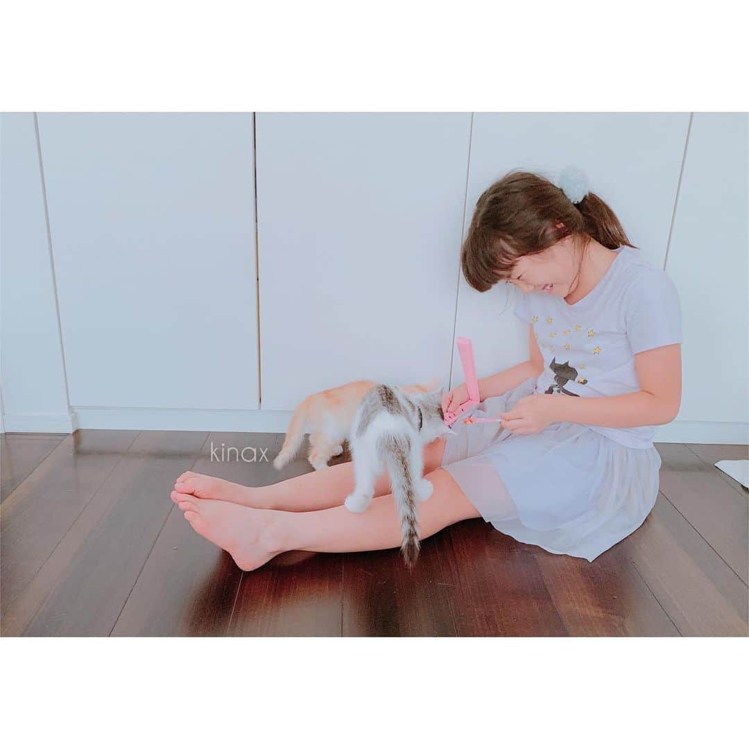 kinaxのインスタグラム：「. good morning(๑′ᴗ‵๑)☀in Japan, and good afternoon, good evening, good night for world friends! . 今日も暑くなりそうだね☀️ . . まだコメントのお返事が出来てなくてごめんなさい🙇‍♀️ 少しずつ書きますー📝 . . さてさて あんまり距離が縮まらないわんことこねこたち🐶🐱 . お互い存在にはもう慣れたけど ゲートなしで一緒の空間で寛ぐのは まだちょっと難しいみたいʕ •́؈•̀ ₎ . 安全地帯はあった方がいいかなと ゲートで分けていたんだけど 距離が縮まらないのはゲートのせいもあるかな…と 一昨日あたりからわんこの横に私がついて ゲートを開け放す時間を少し作っているよ🚪 . . 最初はこねこ達が走り回る度に 身体を硬くしていたけど だんだん一瞥するくらいになってきたかな🐶 . . 毎日少しずつ長くしていこうと思いますʕ •́؈•̀ ₎ . . 話はちょっと変わって 昨日、Pinterestで見つけて美味しそうだった 車麩の肉巻きを作ったんだけど 出し汁で戻しておいた車麩を見て 「ママこれなぁに？ドーナツ？」 って聞くので バームクーヘンの友達だよ、と言ってみたら 「えー？！バームクーヘンにお肉巻くの？！」 って大笑いしていたよʕ •́؈•̀ ₎笑 . . ちびっこ姉さんもむちこさんもモリモリ食べてくれたし 美味しかったからまた作ろうー🍽 . . みんなも楽しい1日を♡ . #親バカ部 #ちびっこにゃんこ #パステル兄弟 #ソルとルナ #保護猫 #爪が痛いのが嬉しいらしいちびっこ姉さん 2019/07/25」