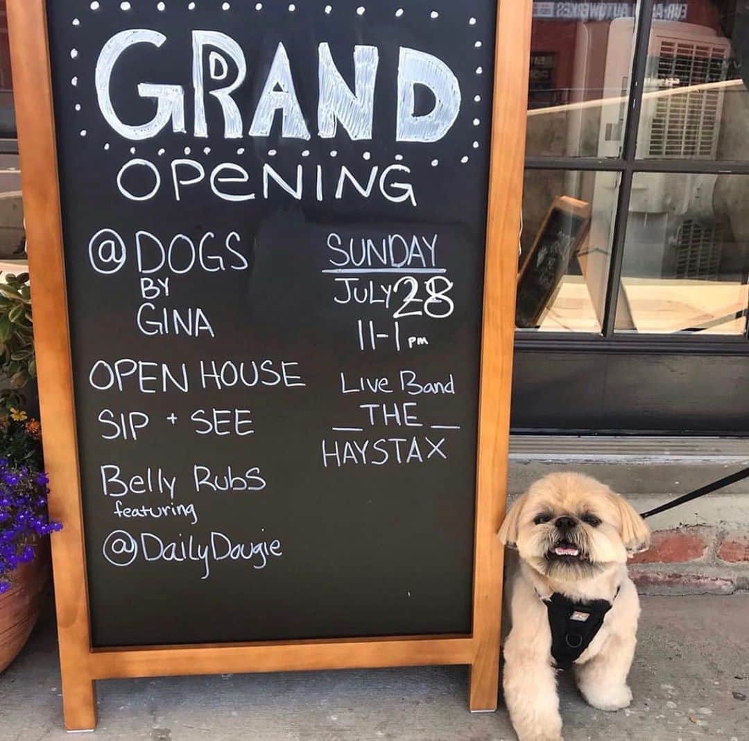 Dougie the Shih Tzuさんのインスタグラム写真 - (Dougie the Shih TzuInstagram)「Our beloved groomer, @dogs.by.gina, is having a grand opening for her new shop in Napa this Sunday! Come see Dougie and give him a belly rub! He will be there at 11 am on 7/28 and the address is 814 Third Street in Napa.」7月25日 8時48分 - dailydougie