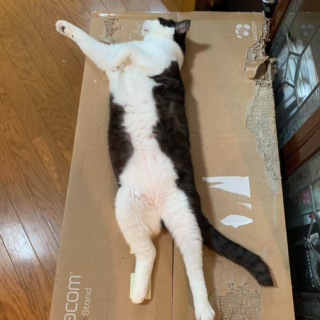 野間美由紀のインスタグラム：「お暑うございます😸」