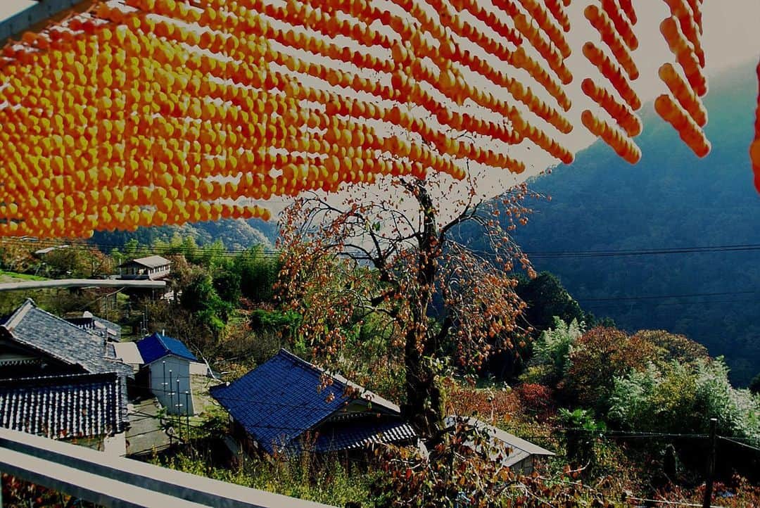 Satoyama推進コンソーシアムさんのインスタグラム写真 - (Satoyama推進コンソーシアムInstagram)「和歌山県かつらぎ町で撮影しました。ここは串柿の里として有名なところです。⁠⠀ ※Satoyamaフォトコンテスト2019代理投稿作品⠀⁠⠀ ⠀⁠⠀ #jtsatoyama2019⁠⠀ #フォトコンテスト⁠⠀ #フォトコン⠀⁠⠀ #写真⠀⁠⠀ #カメラ⠀⁠⠀ #里山⠀⁠⠀ #里海⠀⁠⠀ #風景⠀⁠⠀ #風景写真⠀⁠⠀ #日本の絶景⠀⁠⠀ #日本の美しい風景⠀⁠⠀ #田舎⠀⁠⠀ #田舎暮らし⠀⁠⠀ #photo⠀⁠⠀ #satoyama⠀⁠⠀ #satoumi⠀⁠⠀ #japan⠀⁠⠀ #landscape⠀⁠⠀ #japan_visit⠀⁠⠀ #Lovers_Nippon⠀⁠⠀ #daily_photo_jpn⠀⁠⠀ #naturephotography⁠⠀ #串柿⁠⠀ #干し柿⁠⠀ #柿」7月25日 9時03分 - jt.satoyama_consortium