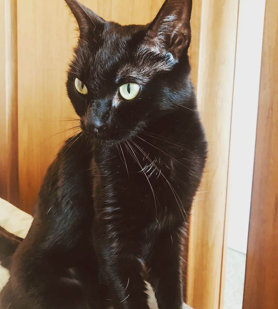 ウィル・マコーマックのインスタグラム：「Today is my wife’s @emilyarlook birthday and the only photo she approved is this one of our cat. I love you sweetheart. Even more than Izzy, even more than a cigarette. Which by any measure, is a lot. 🎈🐱 🚬」