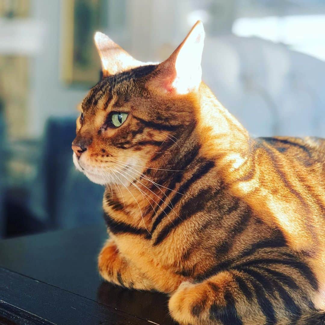 ヘザー・マクドナルドのインスタグラム：「Available for background modeling on yachts. #Instacatmodel」