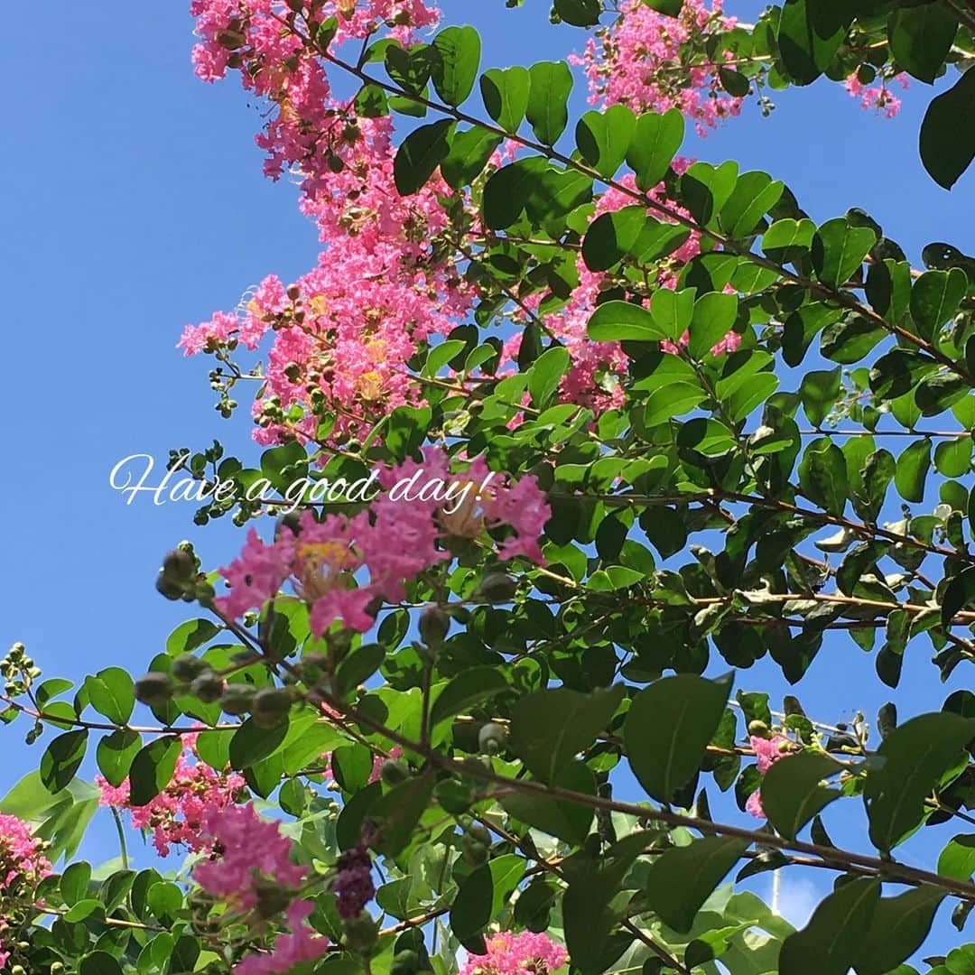雑誌『花時間』さんのインスタグラム写真 - (雑誌『花時間』Instagram)「おはようございます。サルスベリの花が咲いていますね。今年はまだなのかな？と思っていたけど、単に、その木がある道を通っていなかっただけ。季節の花の体内時計は正確ですね⏰  木登り上手の猿🐵も滑るほど、木肌がなめらかなサルスベリ。漢字では「百日紅」と書くのは、中国名をそのまま当てているからだそうですね。夏の間、青空を染める百日紅。夏から秋にかけて、庭を彩る百日草と千日紅。夏に咲く、「万」の位の花って何かあったかな？？？ では、本日も元気smile😊😊😊で頑張りましょう！ by ピーターパン  #hana #flower #flowers #flowerslovers #flowerstagram #flowerarrangement #colorful #花時間 #花時間2017 #花 #花好き #花藝 #花好きな人と繋がりたい #花が好きな人と繋がりたい #花のある生活 #花のある暮らし  #crapemyrtle  #サルスベリ #百日紅 #夏の花 #夏の朝 #花散歩  #散歩道 #botanicallife  #花屋さんへ行こう」7月25日 9時20分 - hanajikan_magazine