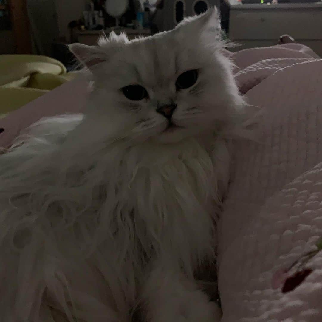 후추네큰언니のインスタグラム：「매일 밤 나와 함께 😻❤️ 비가 오려면 걍 하루종일 확 내리던지... 꿉꿉해 죽겠네여😩 . . . . . #후추  #고양이  #냥스타그램 #캣스타그램  #Hoochu #Hoochuthecat #cat #cats #catstagram #catsofinstagram #topcatphoto #bestmeow #ilovecat #cute #fluffy #petstagram #instacats」