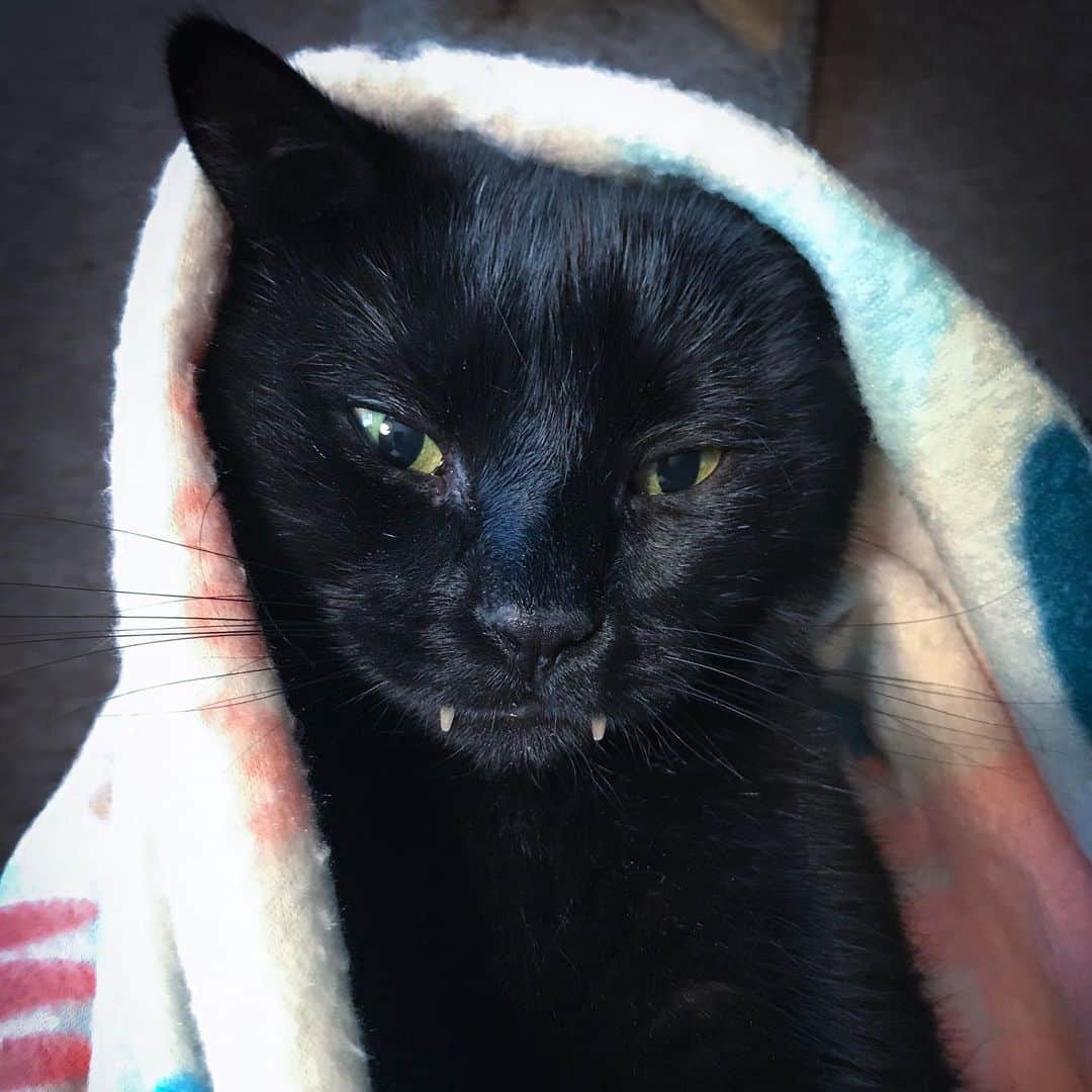 セルジオさんのインスタグラム写真 - (セルジオInstagram)「Giving mom that “pet me, love me, give me treats” face. #workseverytime ✔️ . . #monkey🐒 #monkeybusiness #vampirecat #teef #blackcats #blackcatsofinstagram #catsofinsta #catsofig #cutecats #spoiledcat #happycatclub #happycat #rescuecat #catslife #catinablanket #boop #boopmynose #myfurbaby #catmomlife #whorescuedwho #whosavedwho #igcats #igkitty #ellenratemycat #catstercats #buzzfeedcats #9gagcute」7月25日 9時42分 - monkandbean