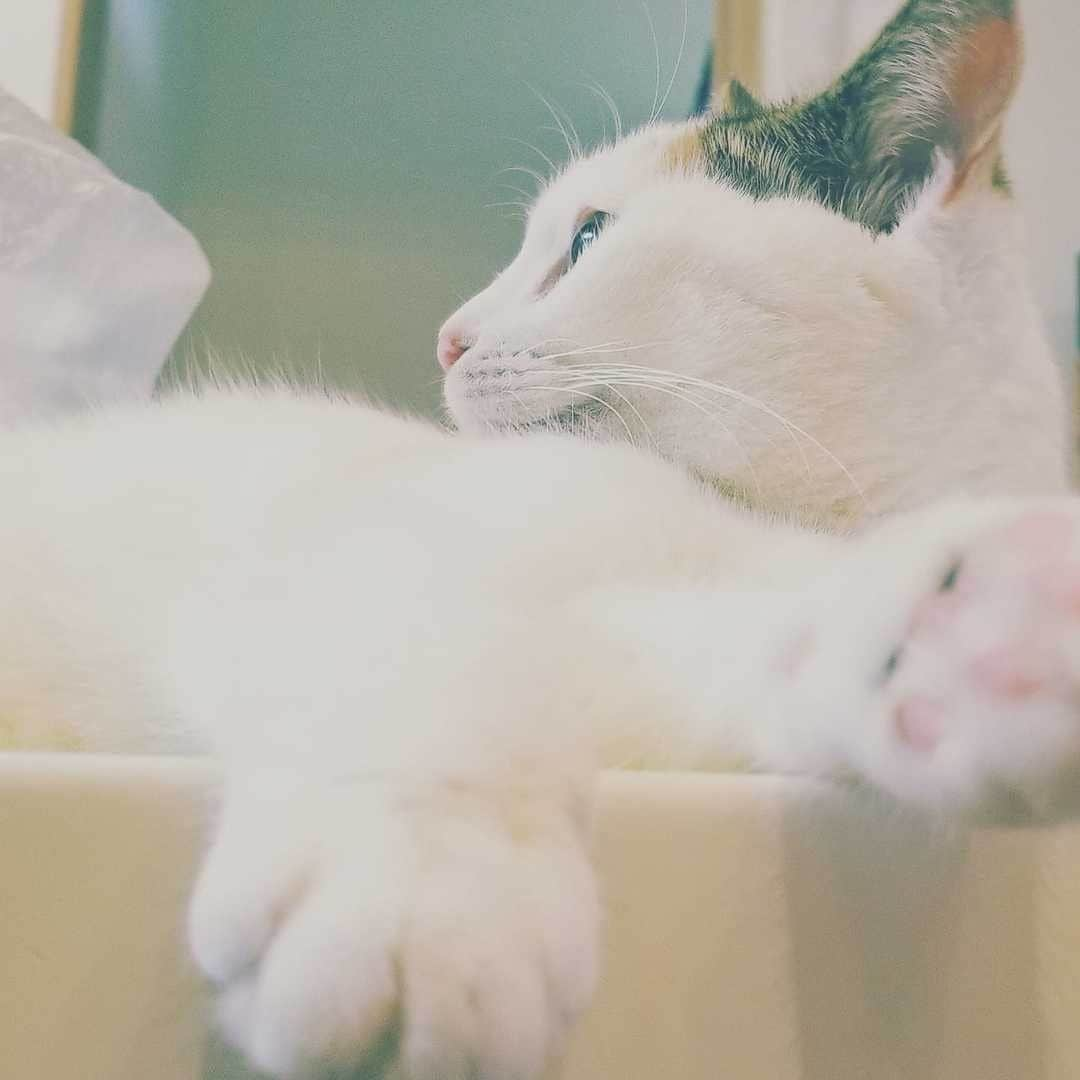 NEKOくらぶさんのインスタグラム写真 - (NEKOくらぶInstagram)「|| ご主人さまをみつめる目⠀ *⠀ Facebookから、仁 美さんの作品ですにゃ（＝ΦωΦ＝）⠀ *⠀ 投稿いただいたURL⠀ https://www.facebook.com/photo.php?fbid=1298133623694682⠀ *⠀ いいね！＆コメント大歓迎！！⠀ *⠀ #nekoclub #NEKOくらぶ #Japan #Photo #写真 #日本 #cat #ネコ #ねこ #猫 ⠀ Follow: @nekoclub_jpn⠀ *⠀ ▼【廣済堂出版共同企画】NEKOくらぶの皆さまとつくる「NEKOくらぶ写真集」、発売中♪（＝ΦωΦ＝）⠀ ※詳細は本アカウント「 @nekoclub_jpn 」のプロフィールに固定しているハイライトから」7月25日 10時00分 - nekoclub_jpn