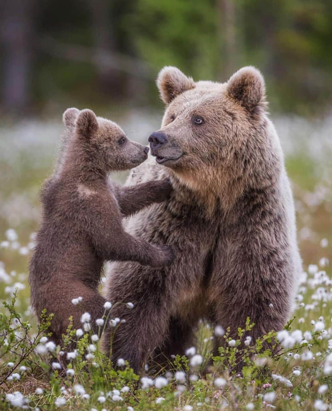 WildLifeさんのインスタグラム写真 - (WildLifeInstagram)「The mother and her son. Bears are very nice and interesting animals. It is always a great challenge and big pleasure to make photos with them in wildlife. Photos/Caption by @d.arkhipov」7月25日 9時56分 - wildlifepage