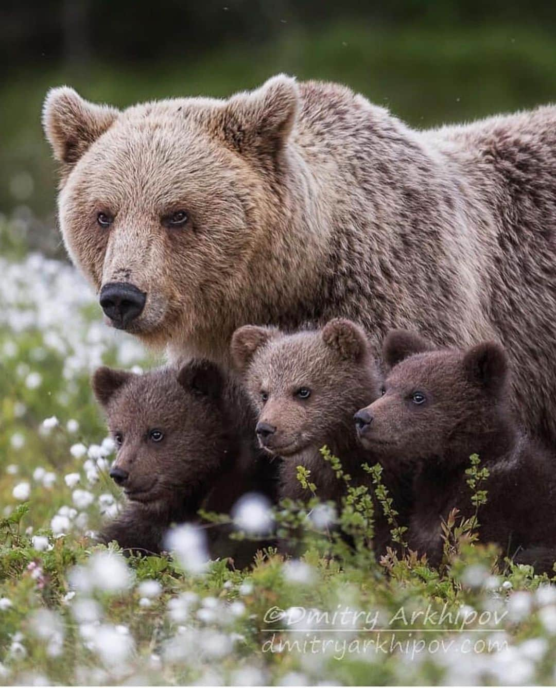 WildLifeさんのインスタグラム写真 - (WildLifeInstagram)「The mother and her son. Bears are very nice and interesting animals. It is always a great challenge and big pleasure to make photos with them in wildlife. Photos/Caption by @d.arkhipov」7月25日 9時56分 - wildlifepage