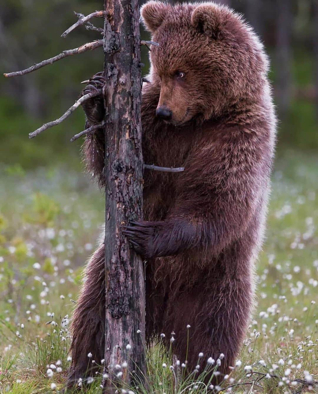 WildLifeさんのインスタグラム写真 - (WildLifeInstagram)「The mother and her son. Bears are very nice and interesting animals. It is always a great challenge and big pleasure to make photos with them in wildlife. Photos/Caption by @d.arkhipov」7月25日 9時56分 - wildlifepage