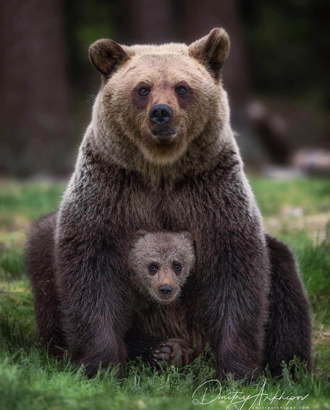 WildLifeのインスタグラム：「The mother and her son. Bears are very nice and interesting animals. It is always a great challenge and big pleasure to make photos with them in wildlife. Photos/Caption by @d.arkhipov」