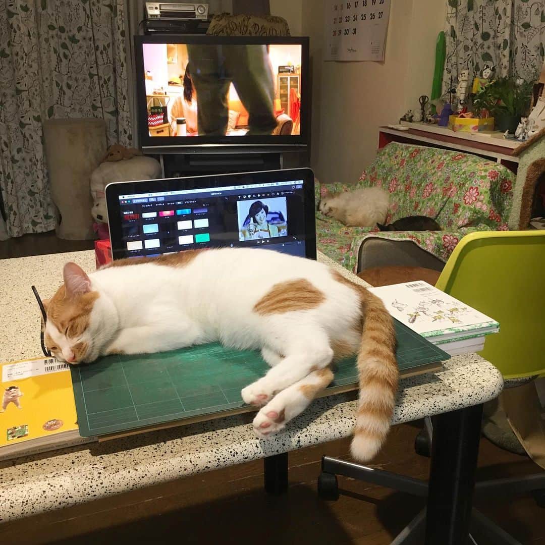 Kachimo Yoshimatsuさんのインスタグラム写真 - (Kachimo YoshimatsuInstagram)「ムービー書き出し中の猫対策。 #uchinonekora #oinari #neko #cat #catstagram #kachimo #猫 #ねこ #うちの猫ら http://kachimo.exblog.jp」7月25日 10時02分 - kachimo