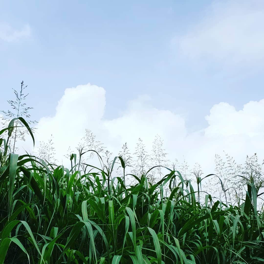 宮下ともみさんのインスタグラム写真 - (宮下ともみInstagram)「すっかり夏の空だわ🍧」7月25日 10時51分 - tomomimiyashita_official