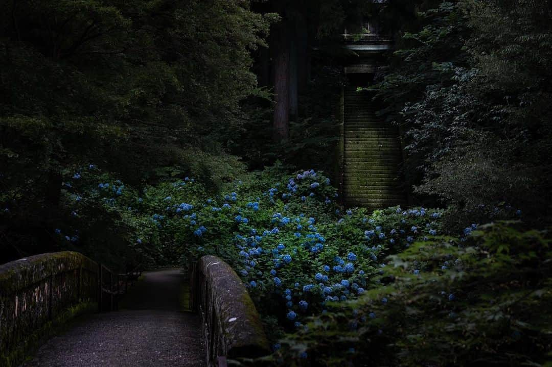 田村幸士さんのインスタグラム写真 - (田村幸士Instagram)「. みなかみエリアは今が紫陽花のピーク。 群馬県みなかみ町にある泰寧寺。 本堂に続く参道は山寺ならではの雰囲気。 あまり知られていないので日中でも貸切状態でした。 . 月夜野ICから苗場に向かう道中から5分のところにあるのでフジロックのついでに是非！ . . . . #minakami #hydrangealove #hydrangeas #floweraddict #jp_gallery #japanko_official #tokyocameraclub #visitjapanjp #team_jp_ #nipponpic #daily_photo_jpn #lovers_nippon #myfujilove #fujilove #fujixfam #wonderful_places #discoverer #CBviews #living_destinations #japanesetemple #japantrip #fujirock #みなかみ #泰寧寺 #紫陽花 #アジサイ #あじさい #あじさい寺 #紫陽花寺 #フジロック」7月25日 10時59分 - kojimg