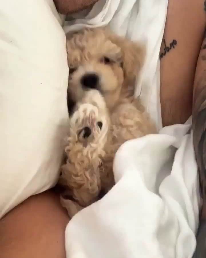ブランドン・シェイアのインスタグラム：「Bless you baby 👶」