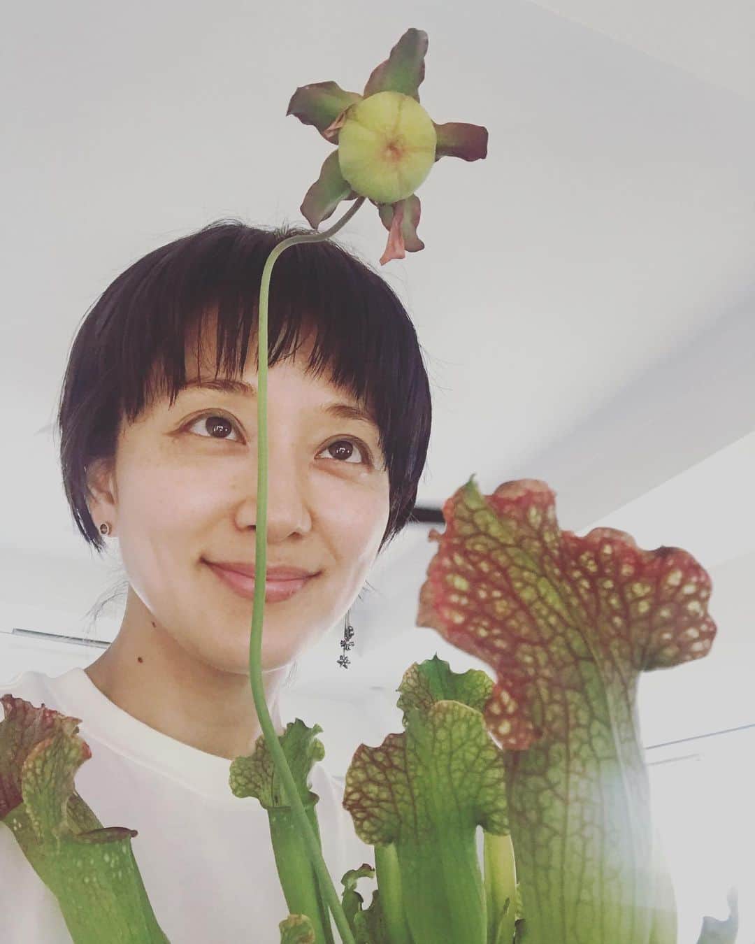 中越典子さんのインスタグラム写真 - (中越典子Instagram)「食虫植物のお花が 咲きました！ビヨーンと伸びてきて、まん丸な蕾が開き、不思議な形の魅力的な花が咲いて、嬉しいっ  #食虫植物」7月25日 11時22分 - nakagoshi_noriko.official