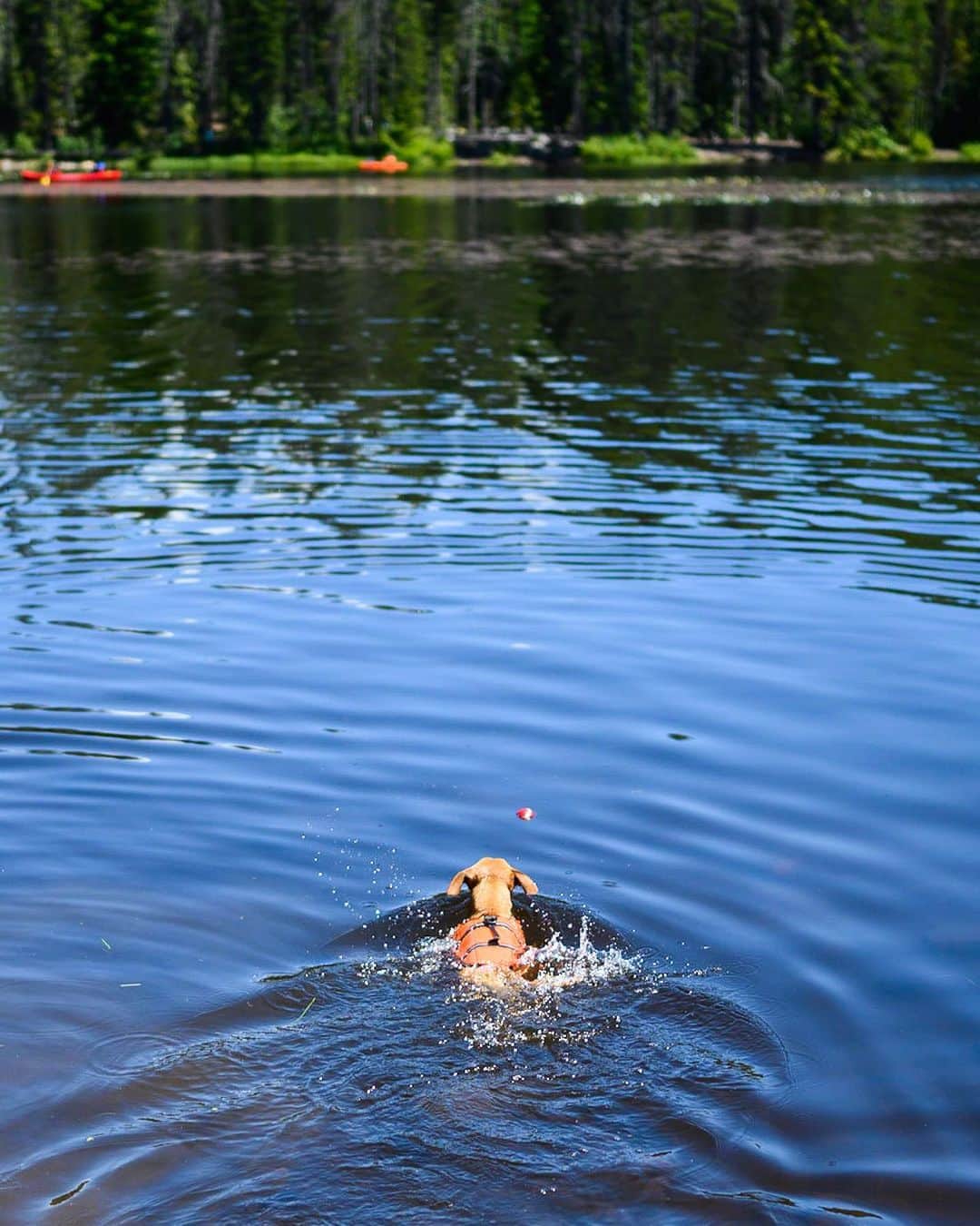 The Dogistさんのインスタグラム写真 - (The DogistInstagram)「Rowdy, Chiweenie (6 y/o), Trillium Lake, OR • “He’s a 50-lb dog packed into a 13-lb shell. Water sports aren’t his thing but he’s trying.” @rowdy.the.chiweenie.2017」7月25日 11時40分 - thedogist
