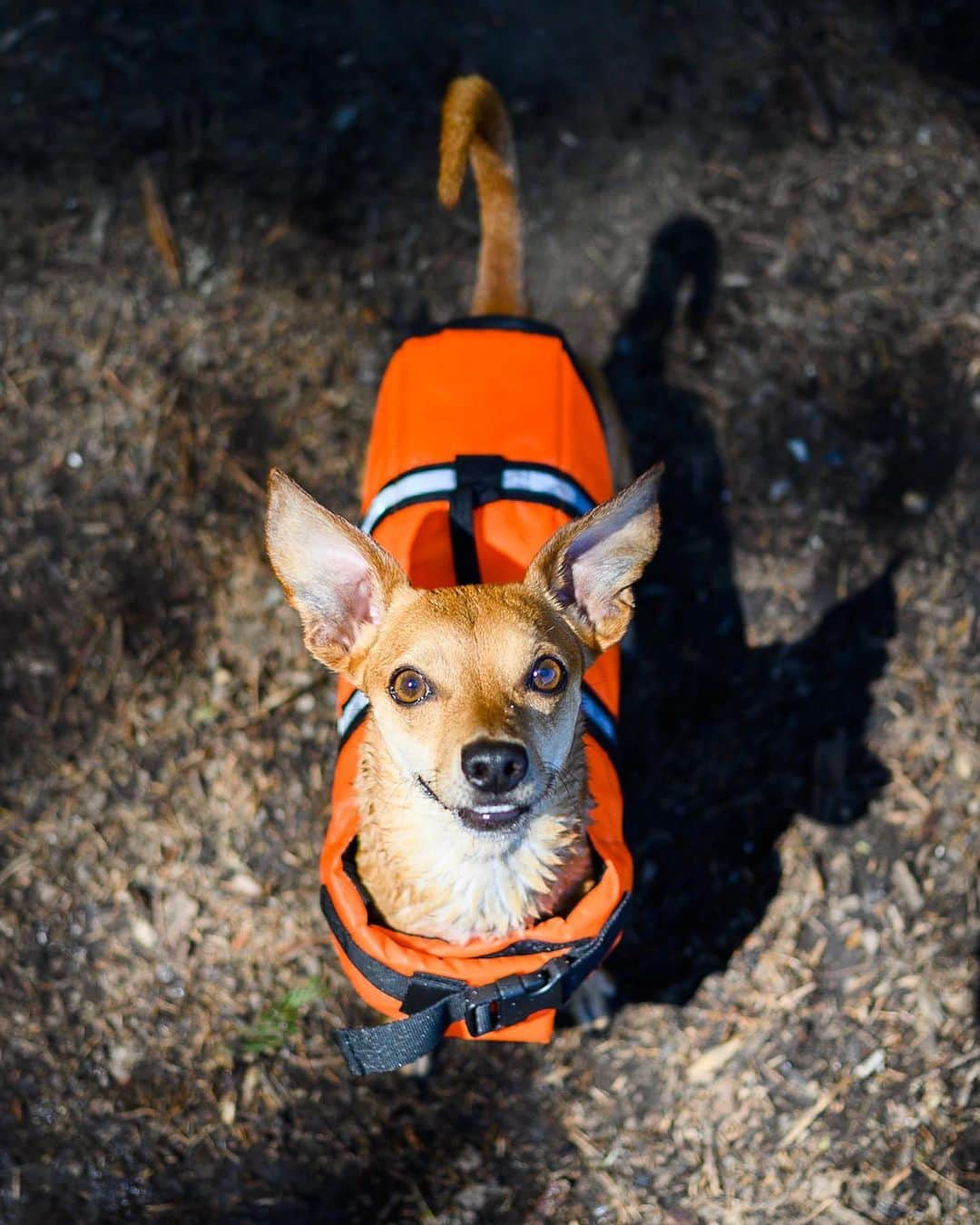 The Dogistさんのインスタグラム写真 - (The DogistInstagram)「Rowdy, Chiweenie (6 y/o), Trillium Lake, OR • “He’s a 50-lb dog packed into a 13-lb shell. Water sports aren’t his thing but he’s trying.” @rowdy.the.chiweenie.2017」7月25日 11時40分 - thedogist