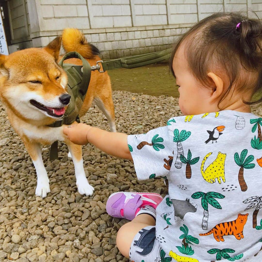 尾形貴弘さんのインスタグラム写真 - (尾形貴弘Instagram)「可愛い娘たちーー！ ミクのちょっと嫌そうな顔もなんて愛らしいんだ！さくちゃん、ミク好きすぎてちょっとしつこいからね！ #柴犬大好き #柴犬マニア  #愛犬  #赤柴 #しばけん  #しばちゃん  #しばいぬ大好き  #shibainu  #shiba_snap  #犬ばか部  #いぬばか部 #ミク #三九 #39 #パンサー尾形 #赤ちゃん #赤ちゃんのいる暮らし #赤ちゃんと犬 #1歳4ヶ月 #サンキュー #ママリ #ベビフル」7月25日 11時59分 - miku3_miku_9