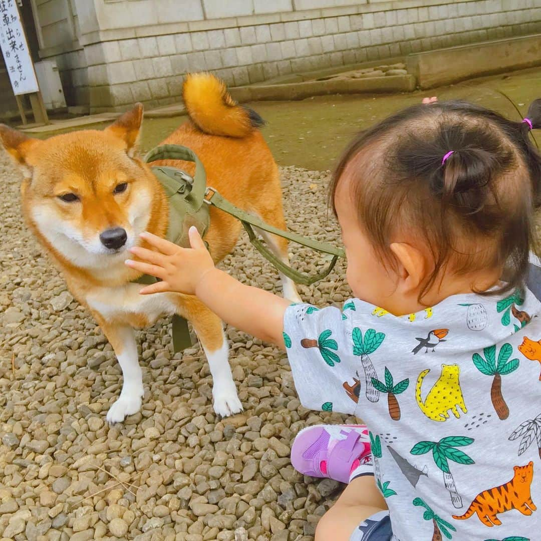 尾形貴弘さんのインスタグラム写真 - (尾形貴弘Instagram)「可愛い娘たちーー！ ミクのちょっと嫌そうな顔もなんて愛らしいんだ！さくちゃん、ミク好きすぎてちょっとしつこいからね！ #柴犬大好き #柴犬マニア  #愛犬  #赤柴 #しばけん  #しばちゃん  #しばいぬ大好き  #shibainu  #shiba_snap  #犬ばか部  #いぬばか部 #ミク #三九 #39 #パンサー尾形 #赤ちゃん #赤ちゃんのいる暮らし #赤ちゃんと犬 #1歳4ヶ月 #サンキュー #ママリ #ベビフル」7月25日 11時59分 - miku3_miku_9