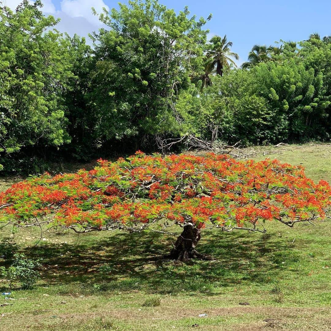 ジョーダン・ノルベルトさんのインスタグラム写真 - (ジョーダン・ノルベルトInstagram)「#haciendavistalinda」7月25日 23時43分 - jordannorberto