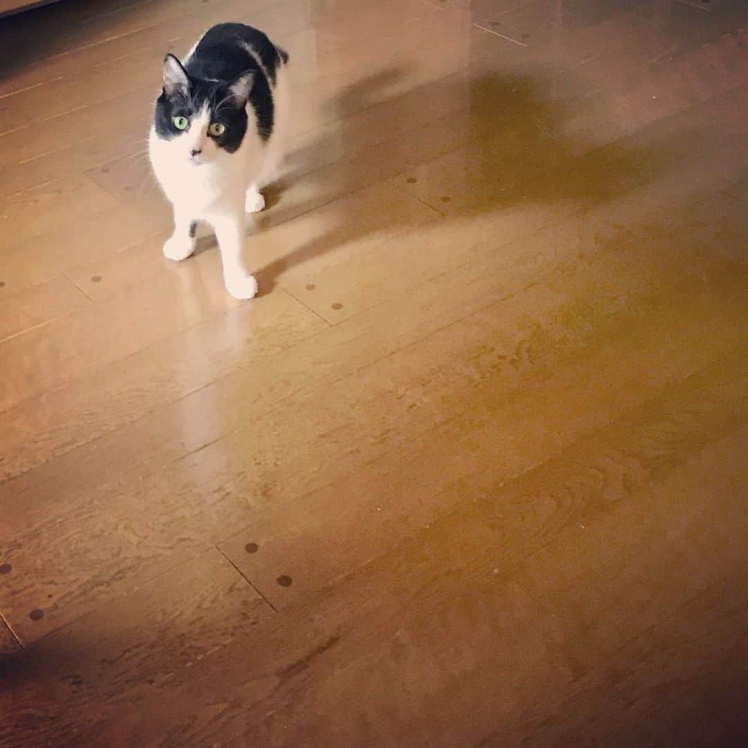 辻本耕志さんのインスタグラム写真 - (辻本耕志Instagram)「どういう感情？たまらん。 #猫 #ねこ #ネコ #cat #ごま」7月25日 23時41分 - tsujimotokouji