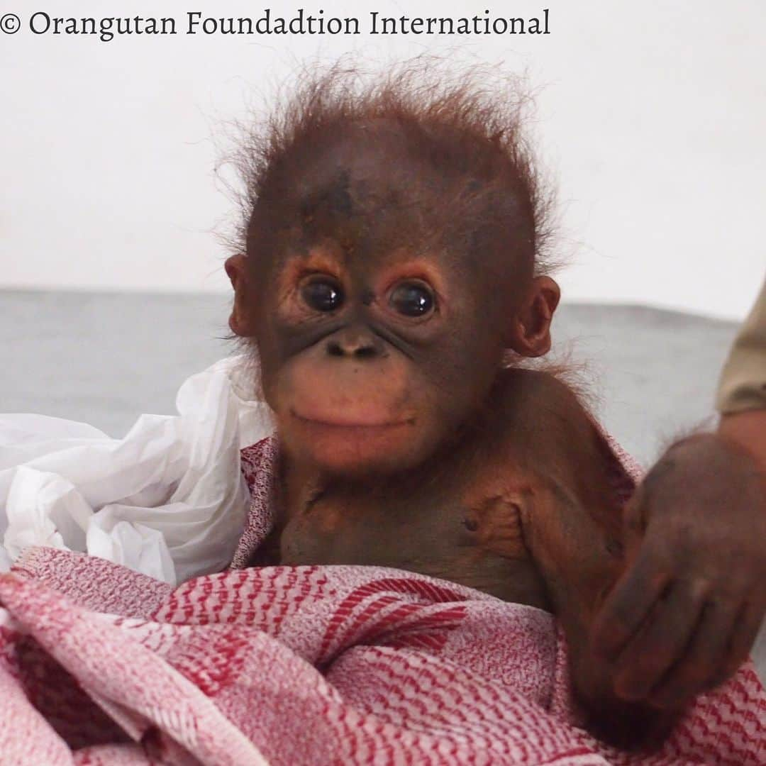 OFI Australiaさんのインスタグラム写真 - (OFI AustraliaInstagram)「Illegal wildlife trafficking induces a level of trauma to #orangutans that can take them years to recover from. Please help us protect these noble creatures from the hands of poachers. You can donate on our website to help. See the link below. _________________________________ 🐒 OFIA Founder: Kobe Steele 💌 kobe@ofiaustralia.com | OFIA Patron and Ambassador: @drbirute @orangutanfoundationintl www.orangutanfoundation.org.au 🐒  #orangutan #orphan #rescue #rehabilitate #release #BornToBeWild #Borneo #Indonesia #CampLeakey #orangutans #savetheorangutans #sayNOtopalmoil #palmoil #deforestation #destruction #rainforest #instagood #photooftheday #environment #nature #instanature #endangeredspecies #criticallyendangered #wildlife #orangutanfoundationintl #ofi #drbirute #ofi_australia #ofia #FosterAnOrangutanToday」7月25日 22時07分 - ofi_australia