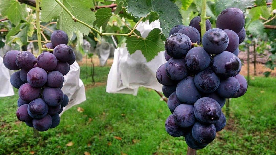 福岡超新鮮野菜/フレラボ薬院店のインスタグラム：「立派な巨峰🍇 . . #福岡#巨峰#うきは#agries#とどける株式会社」