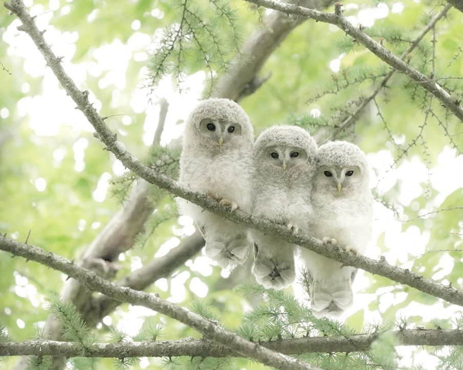 Hikaruのインスタグラム：「Three brothers. . . . だんご三兄弟🍡 . . あれは最後の帰宅時間。 やっと3兄弟揃ったの。 . . . #instagram #instagramjapan #igersjp #東京カメラ部 #tokyocameraclub #natgeo #sony #bealpha #SonyAlpha #SonyImager #pashadelic #naturephotography #naturegeography #フクロウ #Owl #photogrena_nature #photo_shorttrip #japan #hokkaido #写真好きな人と繋がりたい #北海道 #A7RM3 #Japan_ilc #SonyAlphaAnimalPortrait」