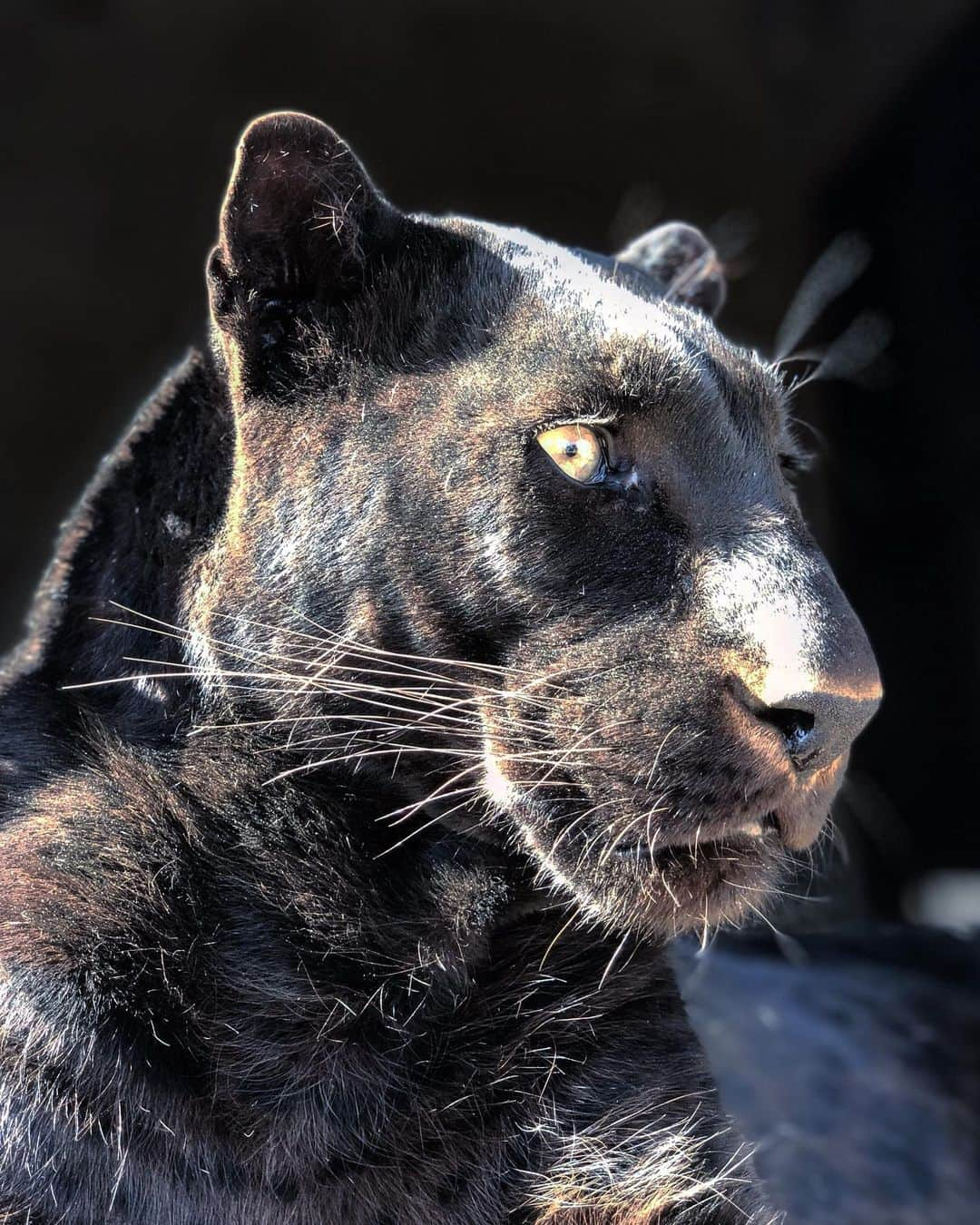 Kevin Richardson LionWhisperer さんのインスタグラム写真 - (Kevin Richardson LionWhisperer Instagram)「Black panther, black leopard aka Panthera pardus. Whatever you want to call it, it’s simply a breathtakingly beautiful animal and impossible to resist photographing. It’s a real challenge taking good snaps of black leopards because they contrast so markedly with the normal environment or they disappear completely. Lighting is normally key in photography but especially so in shooting black animals. #blackleopard #blackbeauty #leopard #pardus #pantherapardus #conservation #photography #leopardsofinstagram #melanism #kevinrichardsonfoundation @kevinrichardsonfoundation」7月25日 22時17分 - lionwhisperersa