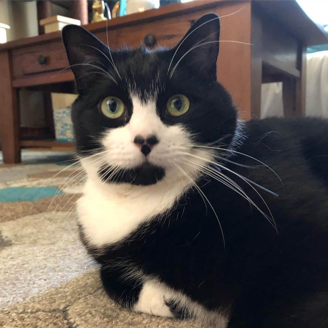 Tuxedo Cat Brosのインスタグラム：「Good morning from Jack! Hope everyone is having a good week. Caturday is near! ☀️😎⛱」
