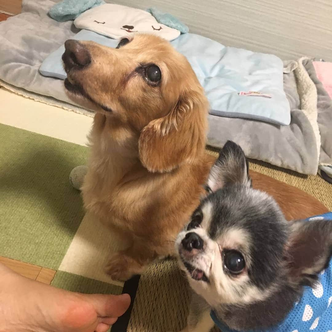 ピックさんのインスタグラム写真 - (ピックInstagram)「３トリオ🐶🐶🐶 今日はたくさんお兄ちゃんに遊んでもらいました😃 お散歩の間ゆっくりお話タイム😍 、 #チワワ #ちわわ  #パピヨン #バギー #instadog #ilovedog #dogstagram #west_dog_japan #all_dog_japan #todayswanko #inulog #coolangel #ミニチュアダックス #ミニチュアダックスフンド #イヌスタグラム #いぬすたぐらむ #犬 #だいすき #美容 #ダイエット #いぬドル #かわいい #シニア犬 #14歳 #ピック #モデル犬 #イケワン #わんわん小学校」7月25日 22時48分 - pick09040904