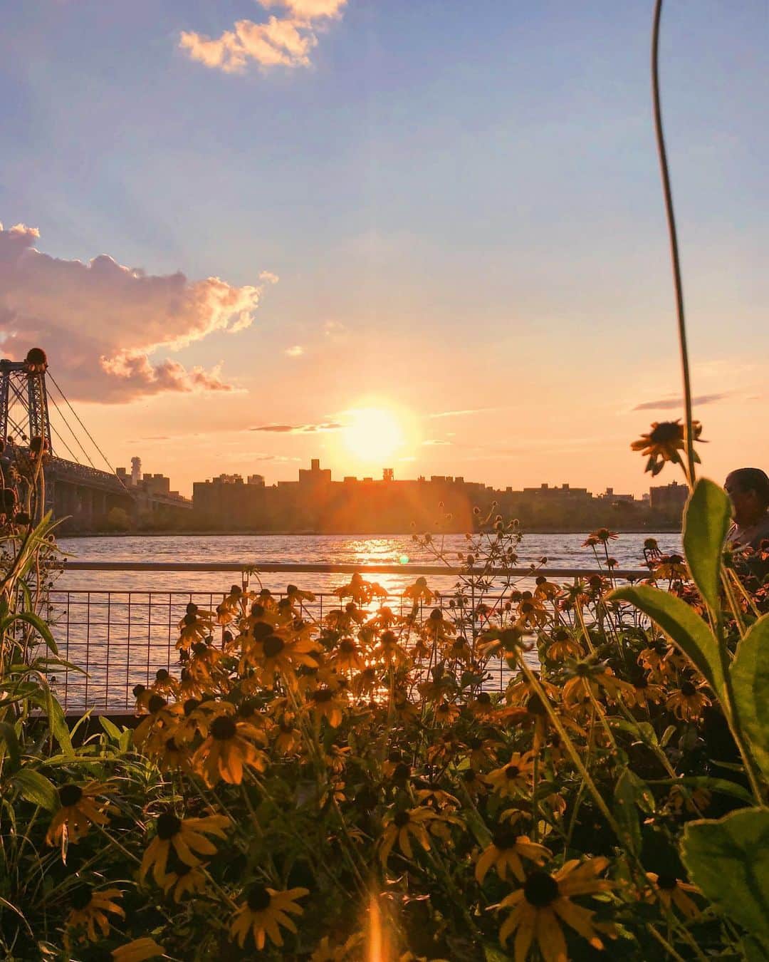 Tamikoのインスタグラム：「in case you missed the sweet sweet sunset last night ✨💛🌼 #goldenhour」