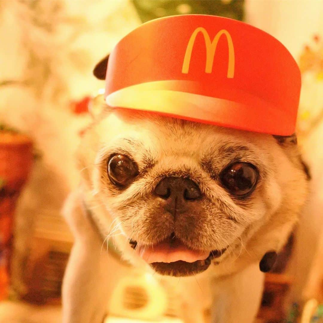 八兵衛さんのインスタグラム写真 - (八兵衛Instagram)「Hachibei👒 & friend Guli 🍟 * * 今週の通院のあとで ぐりちゃんと キャフェーに行きました。 麦わら帽子借りました😆 ぐりちゃんはマックの店員さん🍟 * * #スマイル0円 #ほぼ黒パグ #おじいちゃん犬 #パグ #pug #puggy #puglife #puglove #petstagram #pugstagram #pugsofinstagram #pugs #dog #ふわもこ部  @igersjp #IGersJP #east_dog_japan #pecoイヌ部 #八兵衛 #はちべえ #朝ワンコ夕ニャンコ」7月25日 23時14分 - huxxi